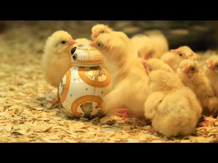 Bütün Gününü Müzede Harcayan BB-8 Droid, Sevimli Arkadaşlar Edindi