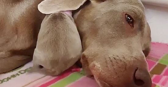 Новорожденный щенок использует мамино ухо как одеяло