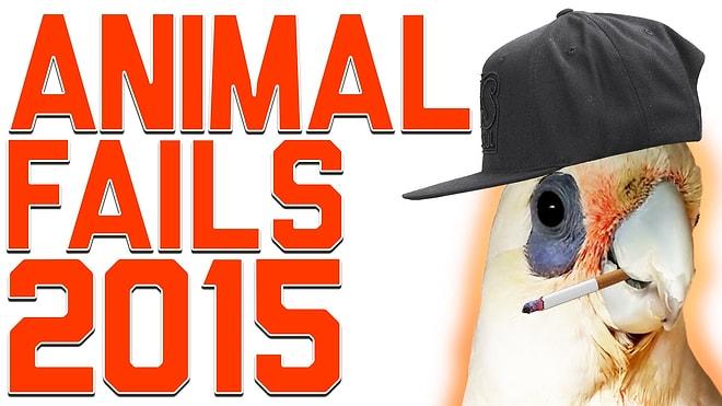 2015'in En Saçma ve En Komik Hayvan Başarısızlıkları