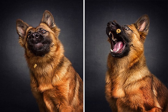 Уморительные фото собак, пытающихся поймать еду на лету