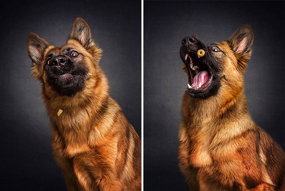 Уморительные фото собак, пытающихся поймать еду на лету