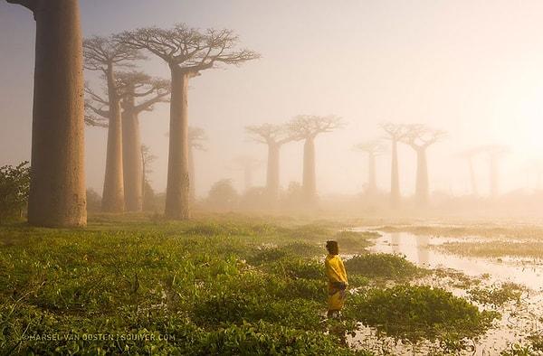 7. Ormanın Anası, Madagaskar