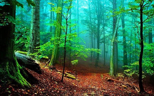 12. Doğa aşıkları, az insan çok bitkinin olduğu kocaman ormanlardan çıkmak istemezler.