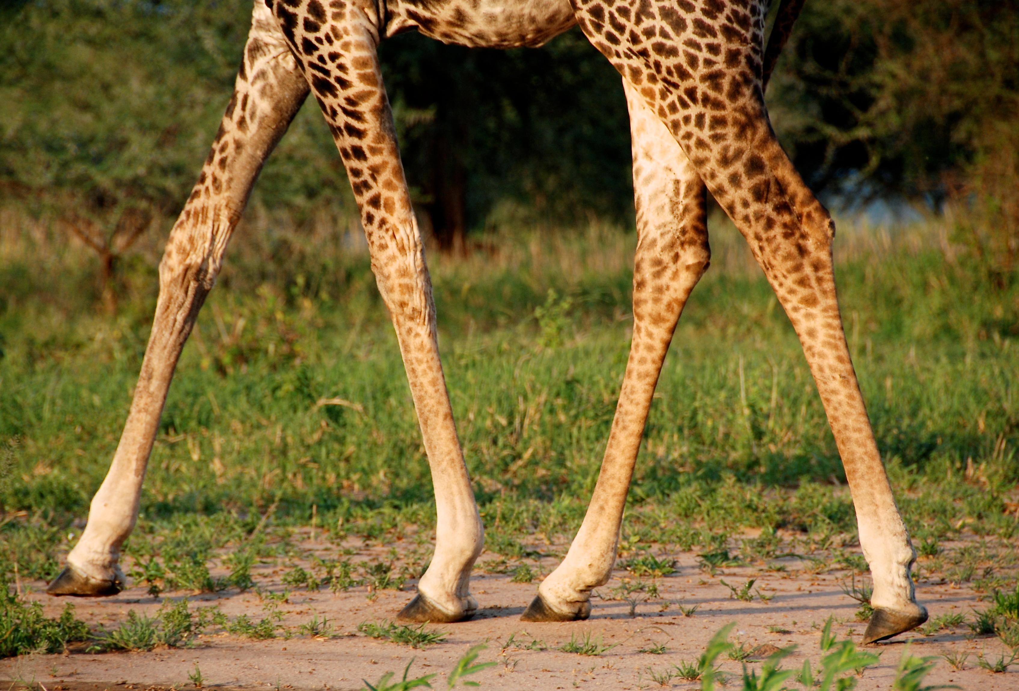 9. Kronik bacak ülseri rahatsızlıklarına hızır gibi yetişen bandajlar için zürafalara büyük bir teşekkür borçlu olduğumuzu biliyor muydunuz?