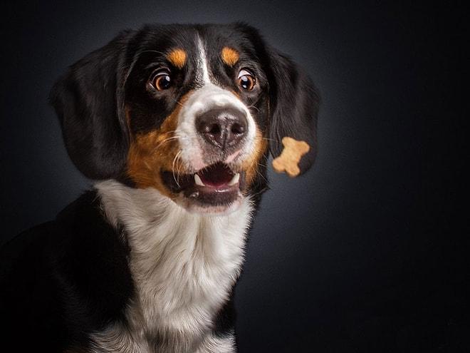 Yemeklerini Yakalamaya Çalışırken Duyguları Surat İfadelerine Yansıyan 10 Köpek