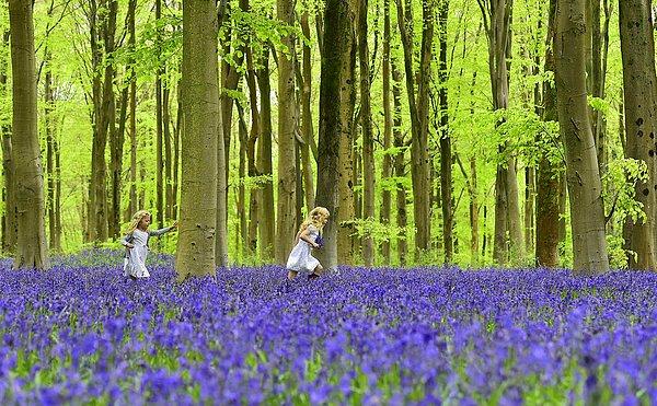 7. Bella ve Daisy, İngiltere'nin güneyindeki Marlborough yakınlarında yer alan çançiçekleriyle kaplı bir ormanda koşuşturuyorlar. 4 Mayıs 2015.