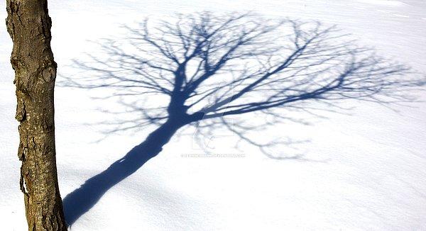 13. Karakter ağaç ise, şan ve şeref o ağacın gölgesi gibidir; biz hep gölgeyi düşünürüz oysa gerçek olan ağacın kendisidir.