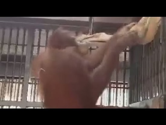 Ничто человеческое им не чуждо: орангутанг делает себе гамак