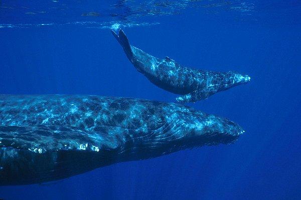 21. Hawaii açıklarında bir kambur balina ve yavrusu. Fotoğraf Amerikan Ulusal Okyanus ve Atmosfer Yönetimi tarafından paylaşılmış.