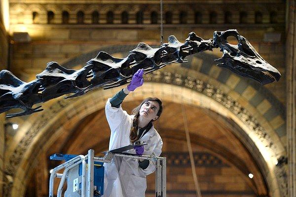 26. Bir müze görevlisi, 2018 yılında ülke çapında sergilenecek olan Dippy adındaki 'diplodocus'u (yaklaşık 150 milyon yıl   önce yaşadığı tahmin edilen bir dinozor türü) kontrol ederken.