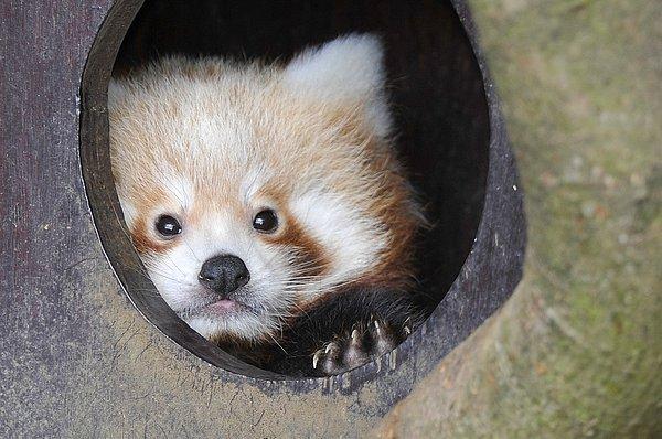 27. Haziran'da Whipsnade Hayvanat Bahçesi'nde doğan Bert ve Ernie adındaki kızıl panda ikizlerinin ilk fotoğrafları. İkili, Eylül'de doğal ortamlarına bırakıldı.