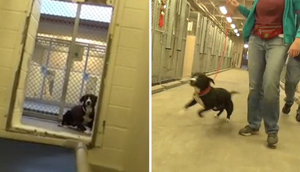 Barınaktan Sahiplendirilen Köpeğin Yaşadığı Büyük Sevinç