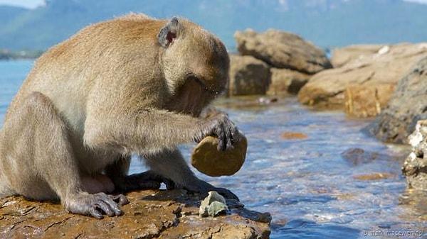 6. Şempanze ve Maymunların Taş Çağı’na Girdiğine Dair Bulunan Kanıtlar