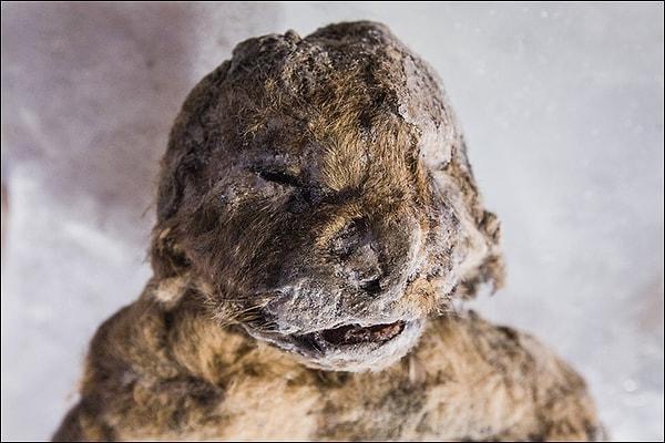 10. Sibirya’da Donmuş Olarak Bulunan Nesli Tükenmiş Mağara Aslanları