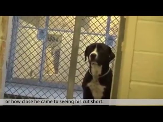 Безграничное счастье собаки, которую забрали из питомника