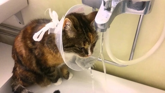 Su İçmenin En Kolay Yolunu Bulup Zeka Patlaması Yaşayan Kedi