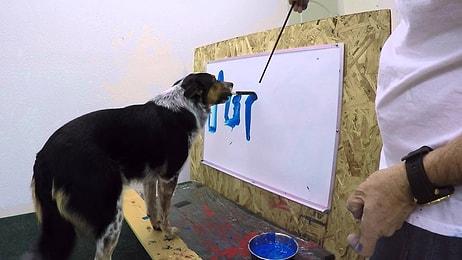 Yeteneği ile Herkesi Şaşırtan Fırça ile Adını Tabloya Yazabilen Köpek