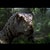 velociraptor