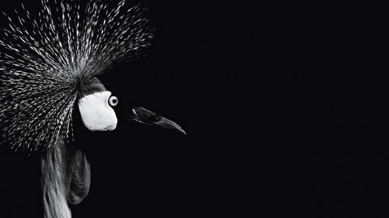 14 Fotoğrafla Nicolas Evariste'nin Siyah Beyaz Sihri: Dark Zoo