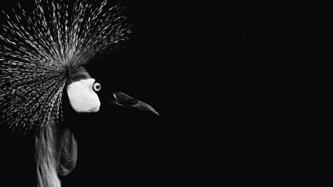 14 Fotoğrafla Nicolas Evariste'nin Siyah Beyaz Sihri: Dark Zoo