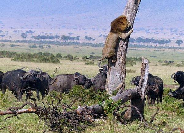 5. Buffalo sürüsüyle karşılaşınca ağaca tırmanan aslan.
