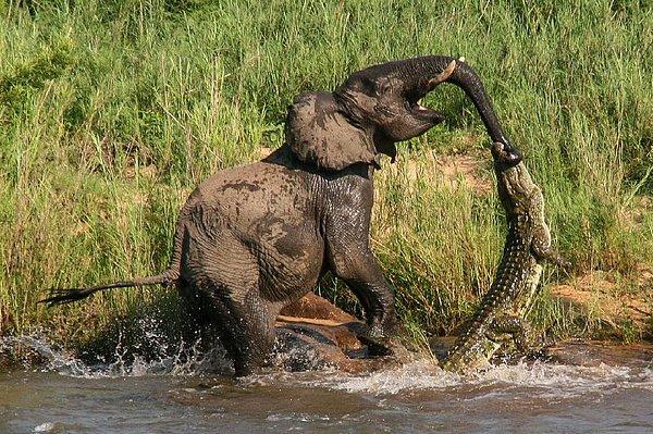 1. Bir filin timsahla mücadelesi.