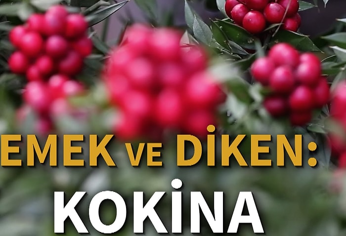 Perde Arkasındaki Bilinmeyen Hikayeleri ile Uğur Getirdiğine İnanılan Kokinalar