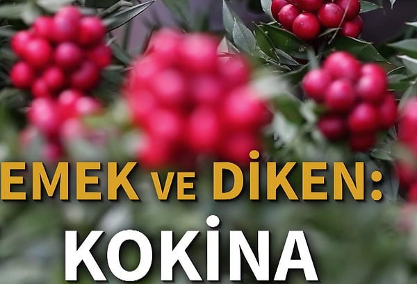 Kapak Görseli