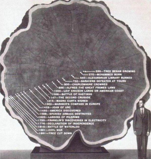 5. Bir ağacın 550-1891 yılları arasındaki hayatı.