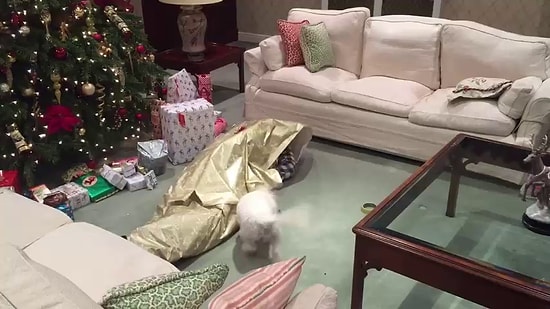 Onlar İçin Mal Mülk Değersiz: Pakete Sarılmış Sahibini Görünce Aşırı Mutlu Olan Köpek