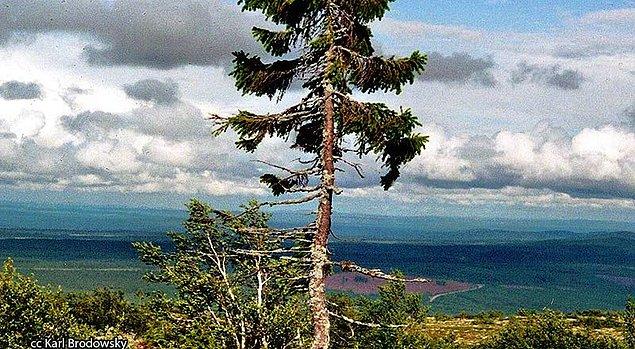 Profesör Kullman, rüzgarların ve düşük ısıların Yaşlı Tjikoo’yu bir bonzai ağacına benzer hale getirdiğini, büyük ağaçların bu kadar yaşlanmadıklarını belirtiyor.