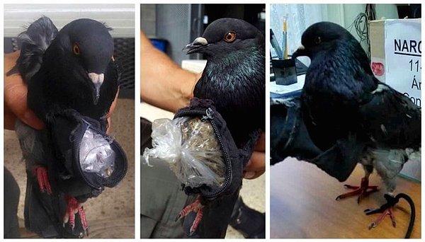 1. Kosta Rika'da bir hapishaneye uyuşturucu taşırken yakalanan 'posta' güvercini.