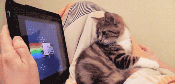 Teknolojik Ürünlere Bir Türlü Akıl Sır Erdiremeyen 21 Eski Kafalı Kedi