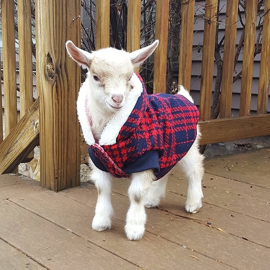 İnternetin En Minnoşu: Süveter Giyen Keçi ile Tanışın!