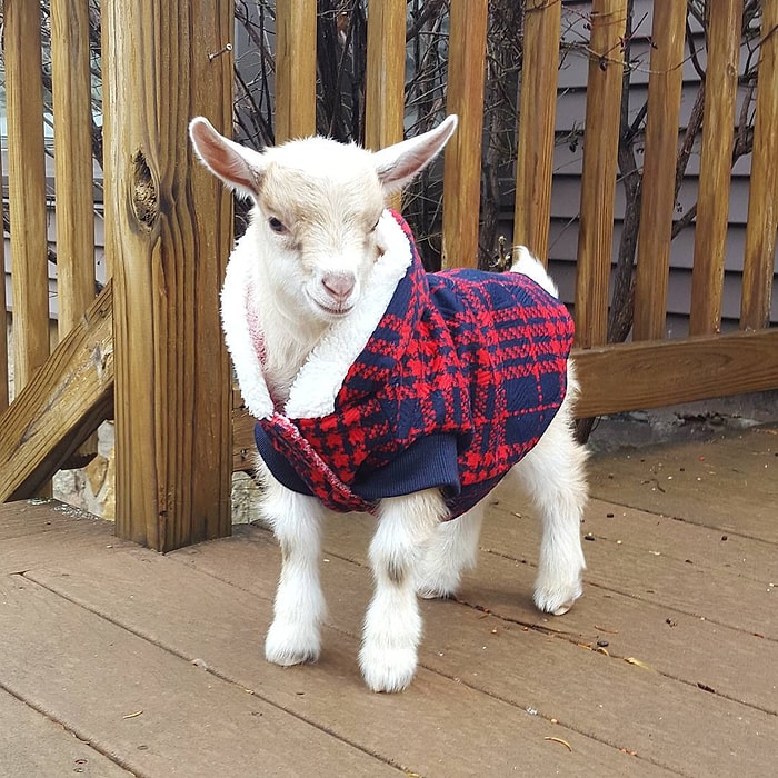 İnternetin En Minnoşu: Süveter Giyen Keçi ile Tanışın!