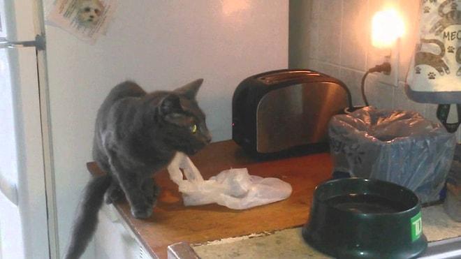 Korkan Kedi Sevimliliği: Kızaran Ekmeklerin Fırlamasıyla Ölümüne Korkan Kedi