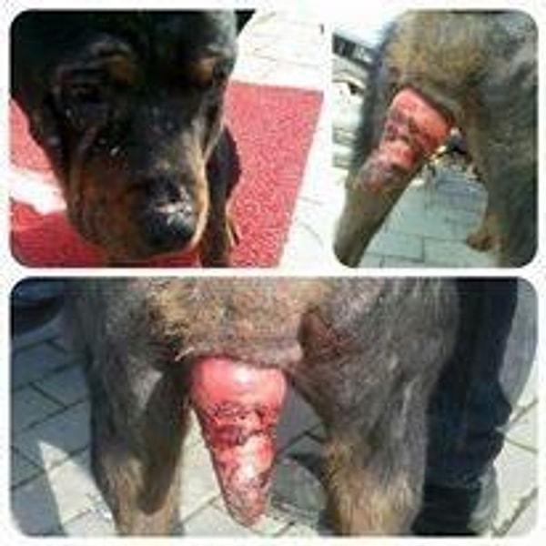 2. Kampüste bir rottweiler: Belarus
