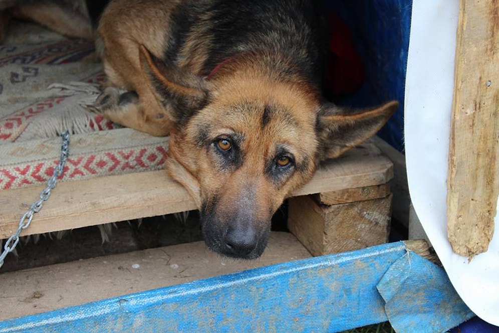 Umuttepe Köpeklerinin İçinizi Isıtacak 11 Değişim Hikayesi