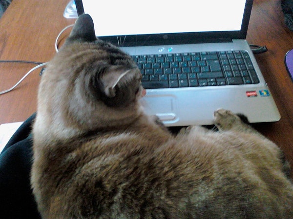 19. Посидеть с ноутбуком.