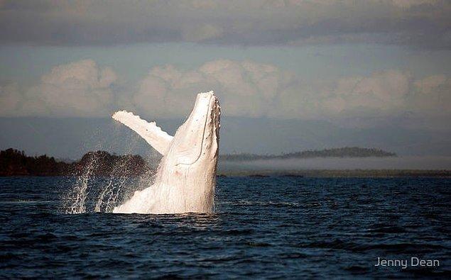 28. Albino bir kambur balina