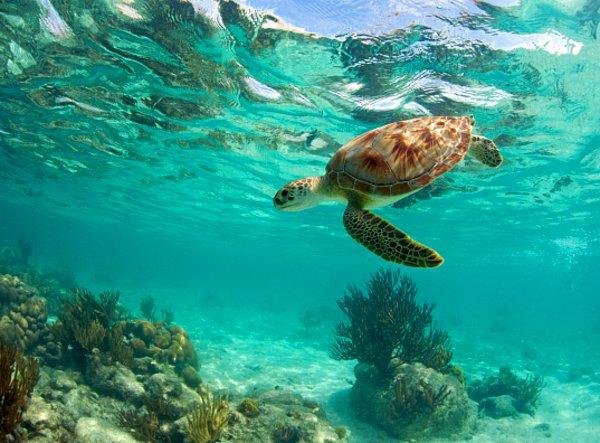 4. Güneş kremleri sizi zararlı UV ışınlarından koruyor olabilir; ancak yüzücülerin bu kremleri kullanması zaten tehlike altında olan mercan resiflerine zarar veriyor.