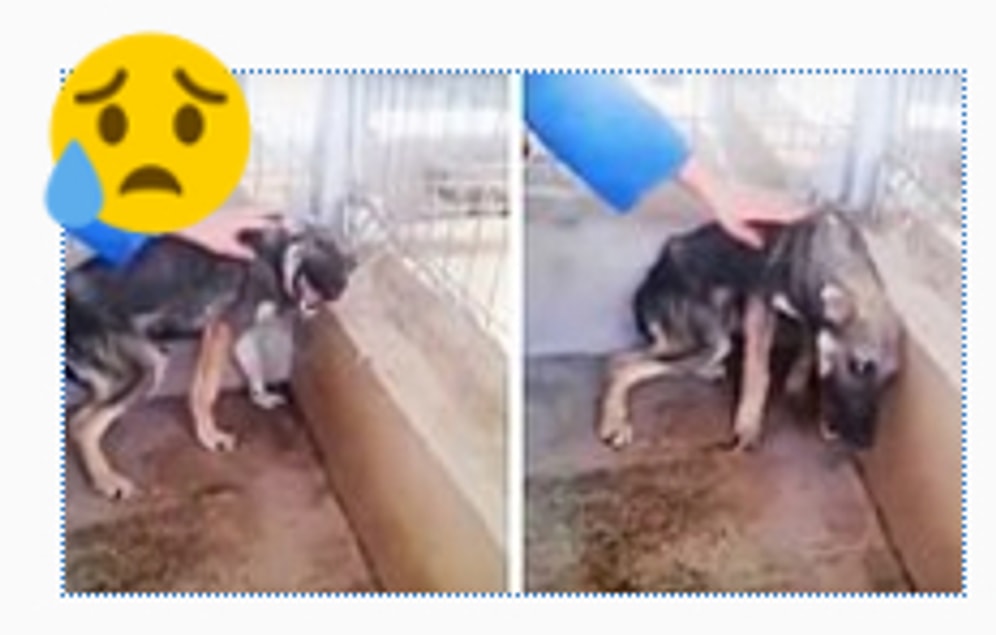 Собака бывает кусачей только от жизни собачьей