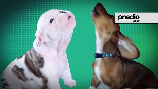 Ataları Gibi Ulumaya Çalışırken Tatlılıktan Ölen 15 Yavru Köpek