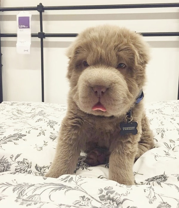 Этот симпатяга имеет больше друзей, чем его хозяин.