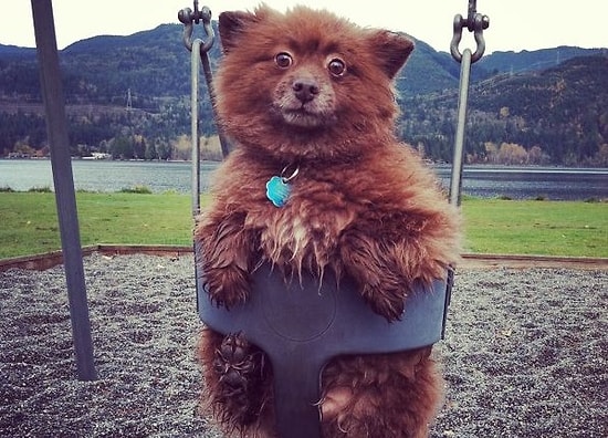 15 собак, похожих на плюшевых медведей