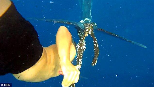 Cesar Espino ve arkadaşı ağa dolanmış 14 metre uzunluğundaki balinayı gördükten sonra hemen bir şeyler yapmak istediler.