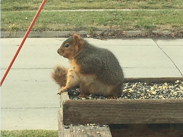 Вслед за Англией на местных белок стали обращать внимание и другие страны.