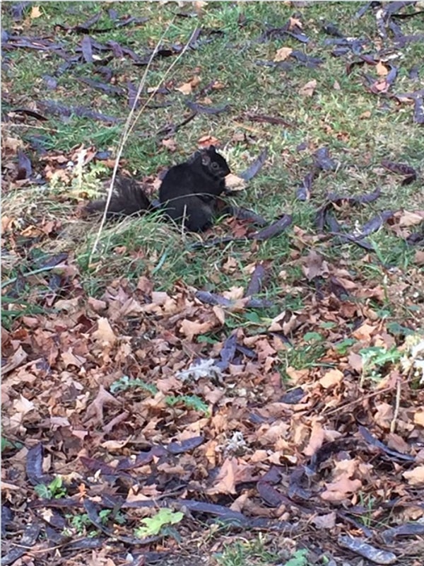 В Канаде пришли к аналогичному выводу.