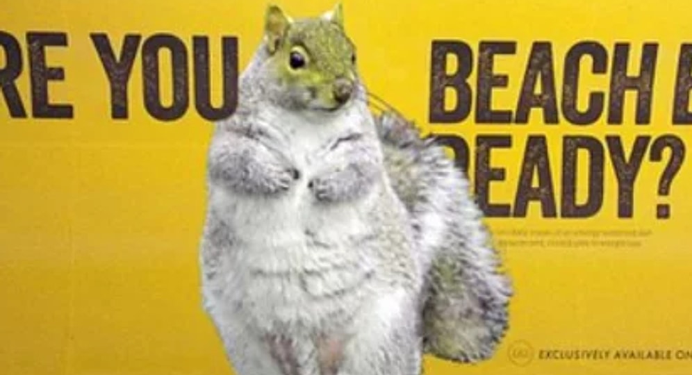 Кажется, некоторым белкам пора садиться на диету