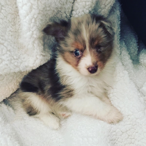 Джордан лишился глаза в результате происшествия, когда он работал в саду. Несмотря на 4 операции зрение востановить не удалось. Щенка, слепого на один глазик, заметили в магазине дети Джордана.